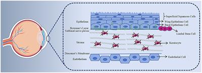 Elucidating the mechanism of corneal epithelial cell repair: unraveling the impact of growth factors